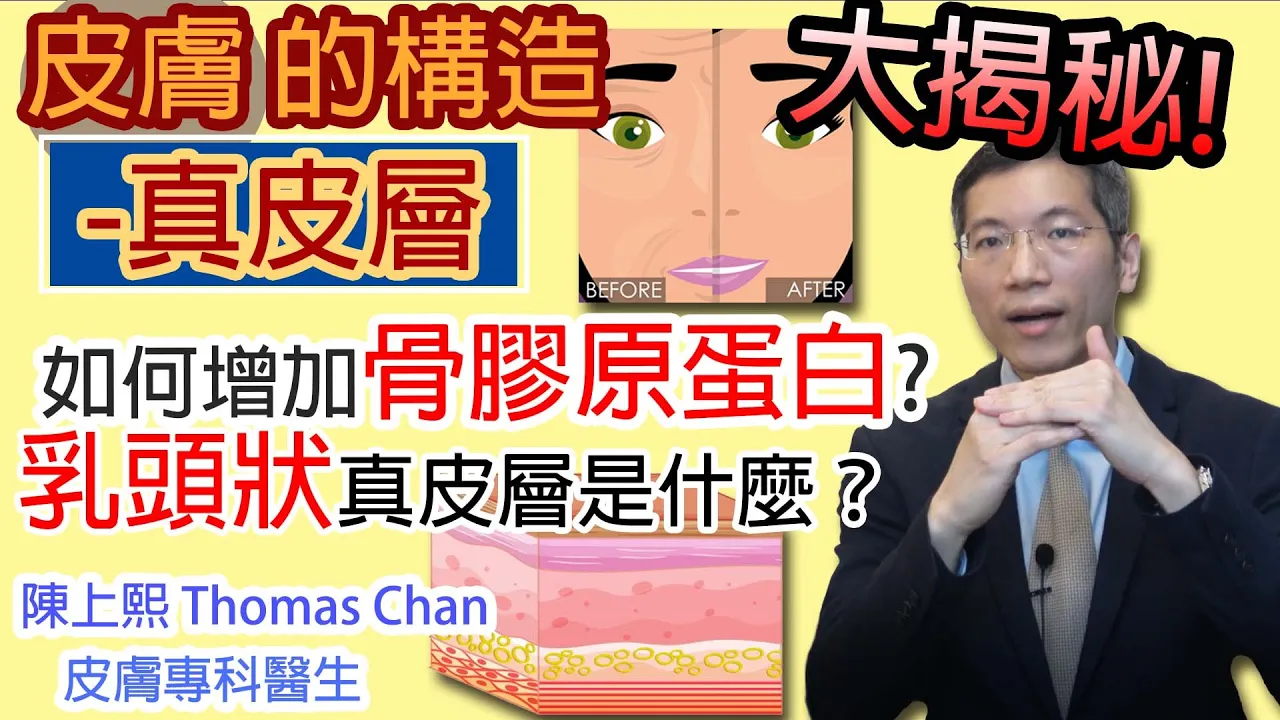 皮膚的構造 真皮層是甚麼？